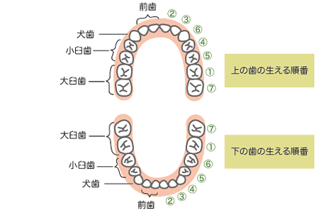 iv鏇