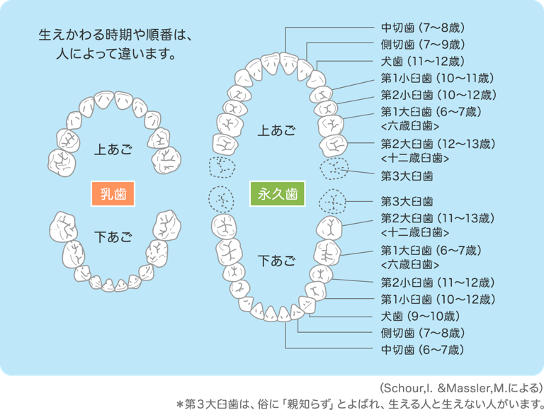 iv鏇